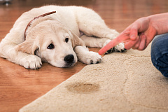 Как эффективно вывести запахи домашних животных из мебели?